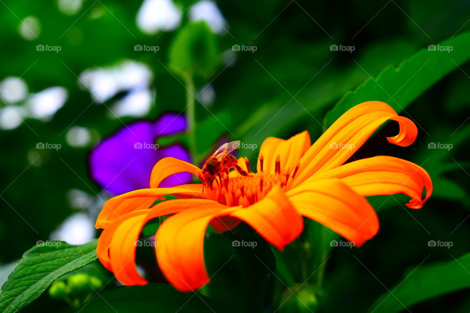 a tiny bee on a vivid yellow flower and bright green leaves in the background in a saturated colorful photo