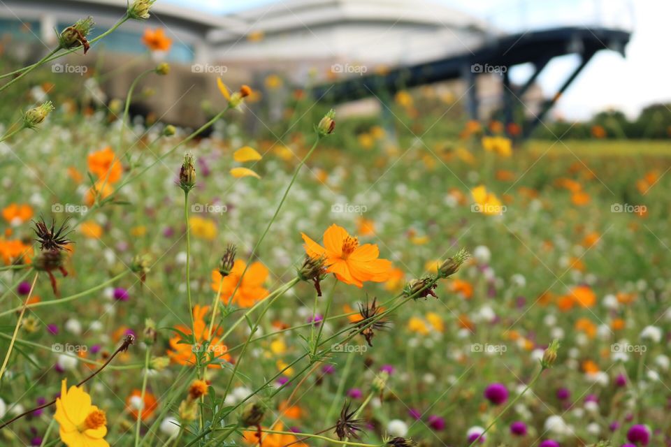 Flowers. Flower view in the public garden 