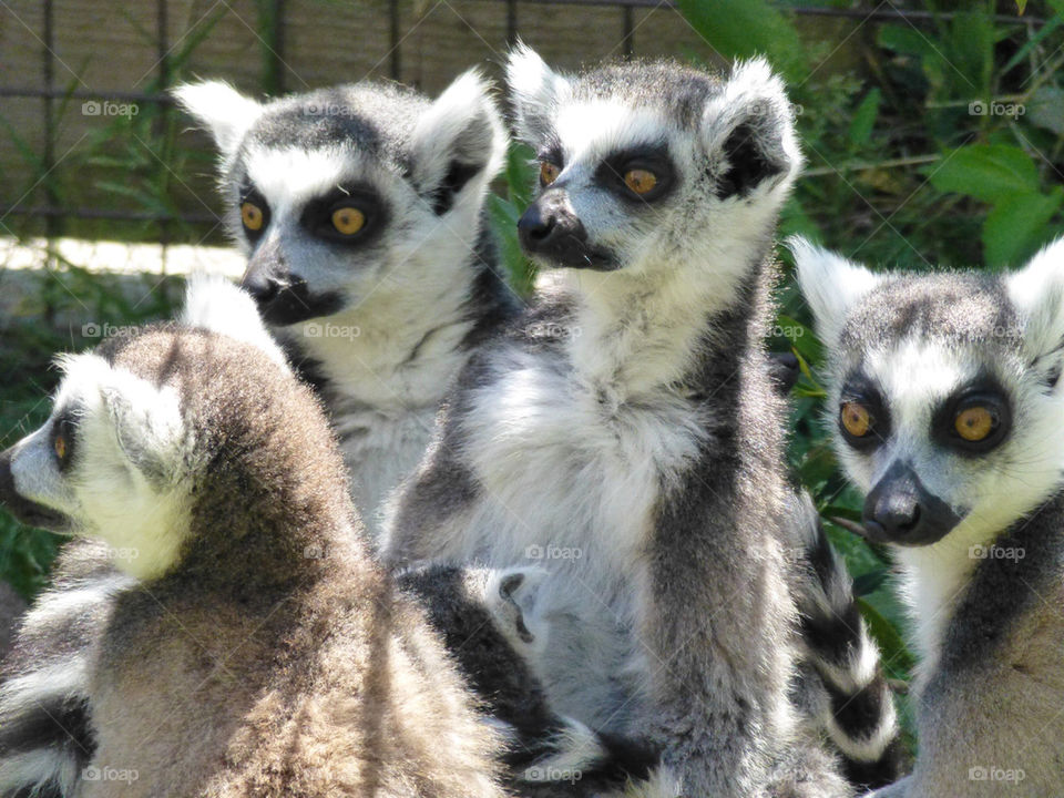 park four wildlife lemurs by roo82