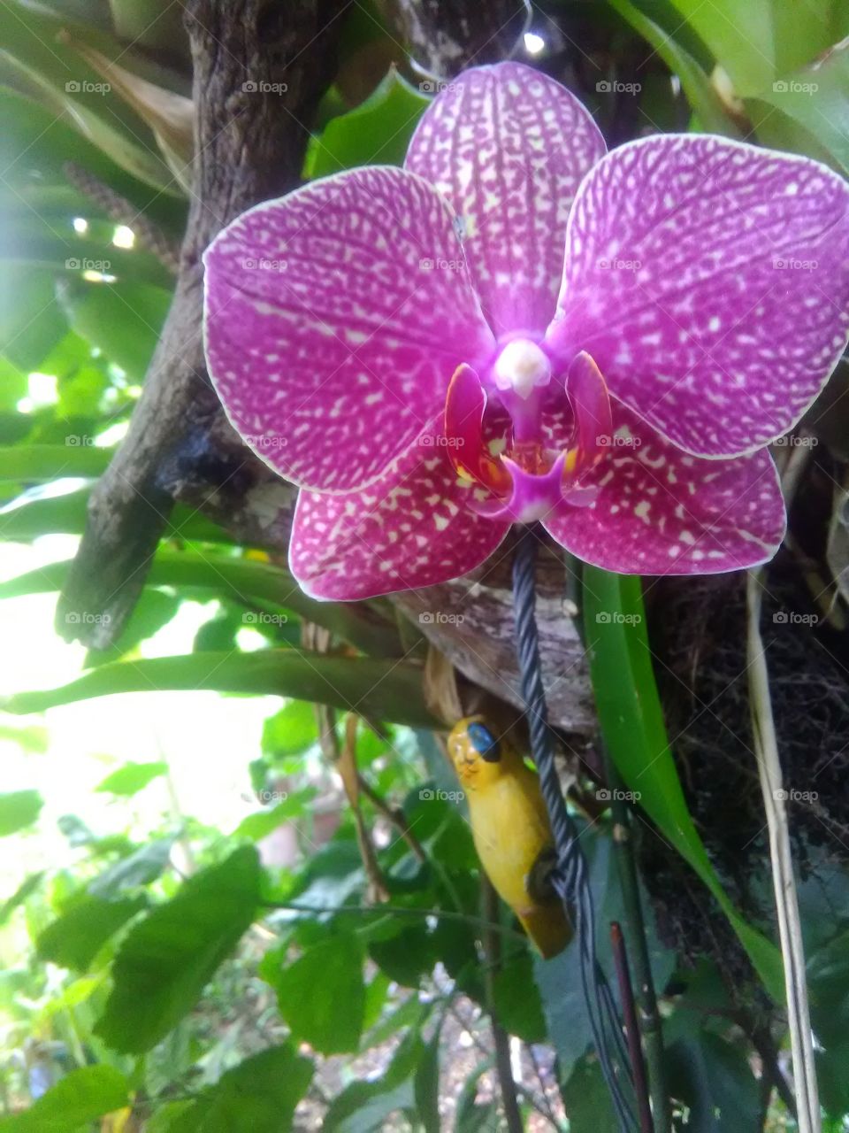 Orquid flower closeup
