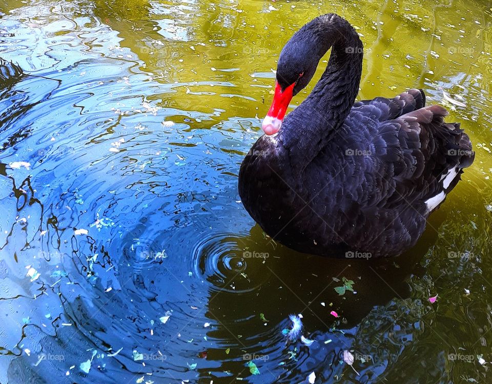 Black Swan