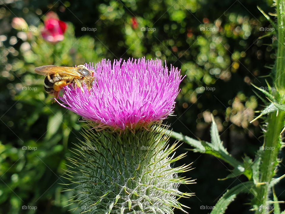 bee sitting on wild flower