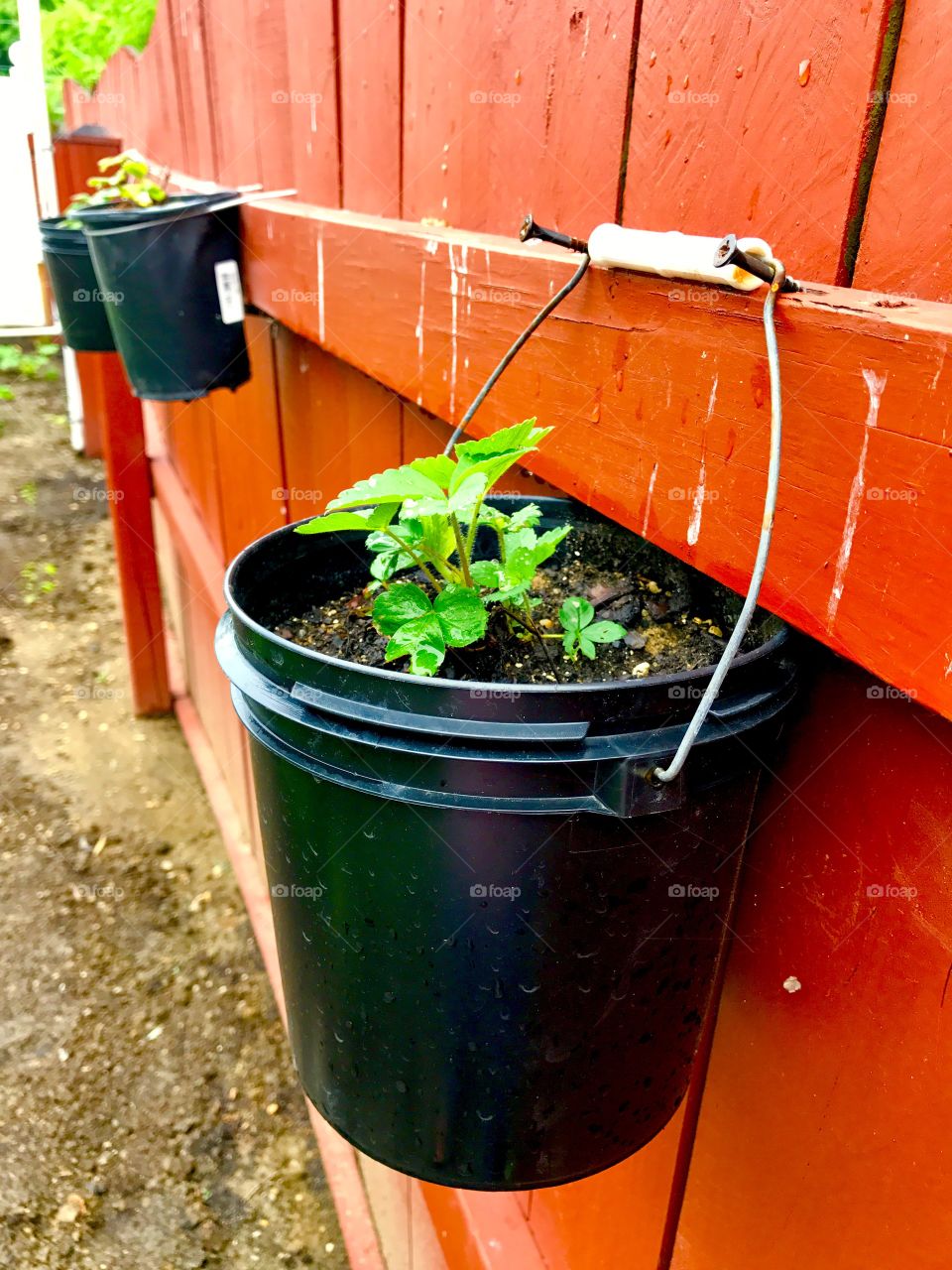 Herbs growing in bucket