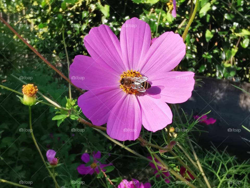 Biene auf Kosmee