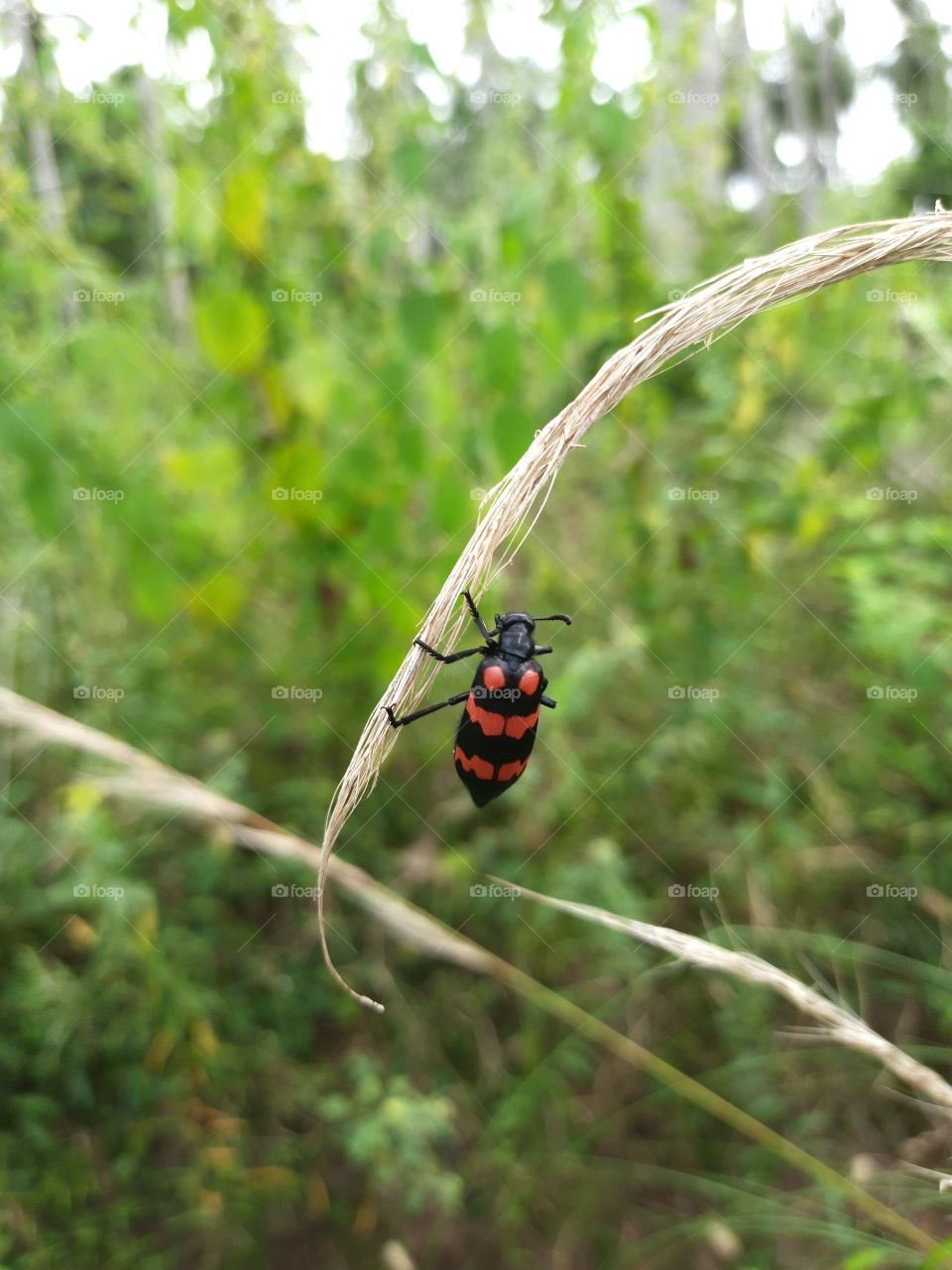 A beautiful red beetle hanging from a small weed..