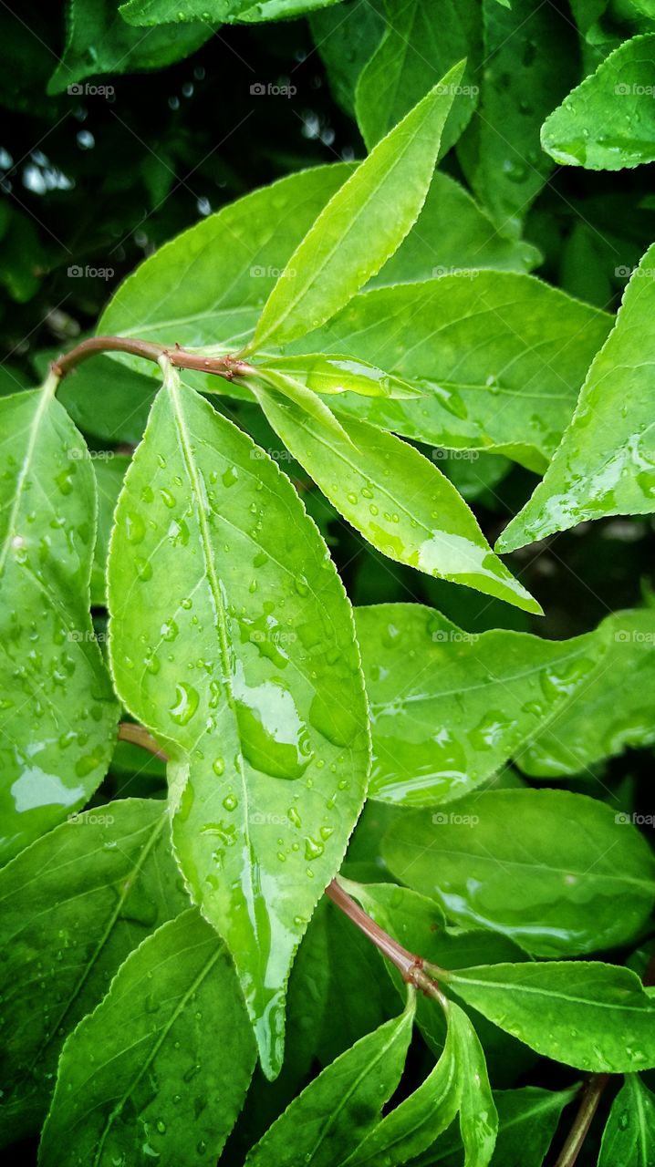 leaves