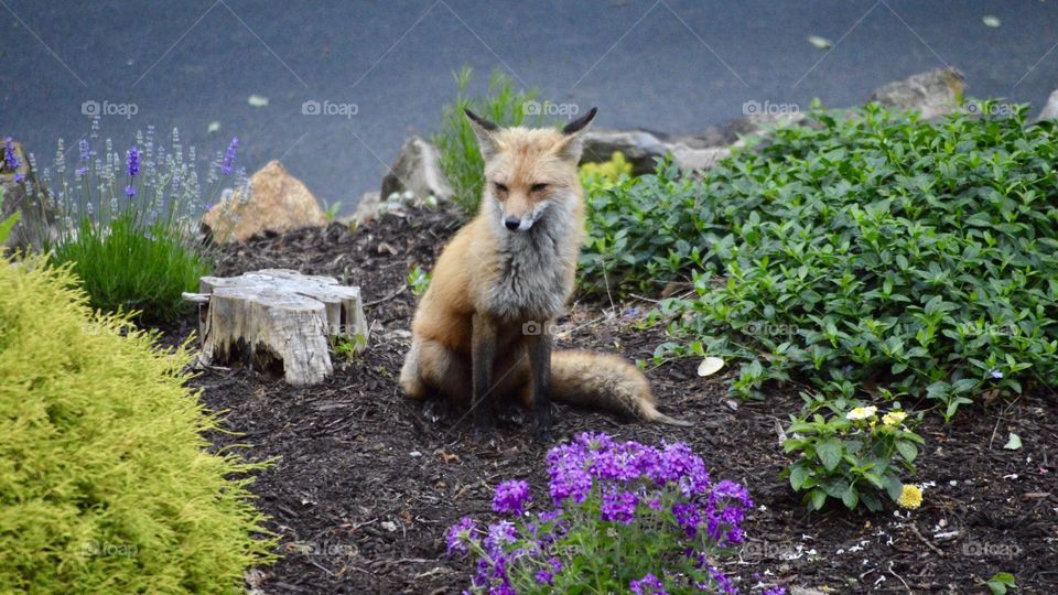 Fox in a garden