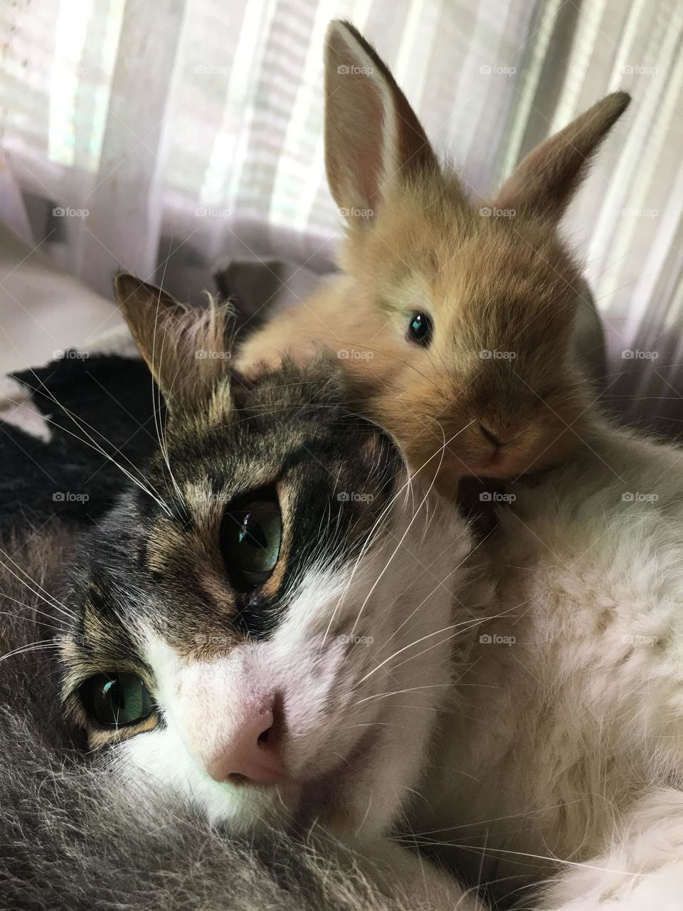 Nice kitty and baby Rabbit 