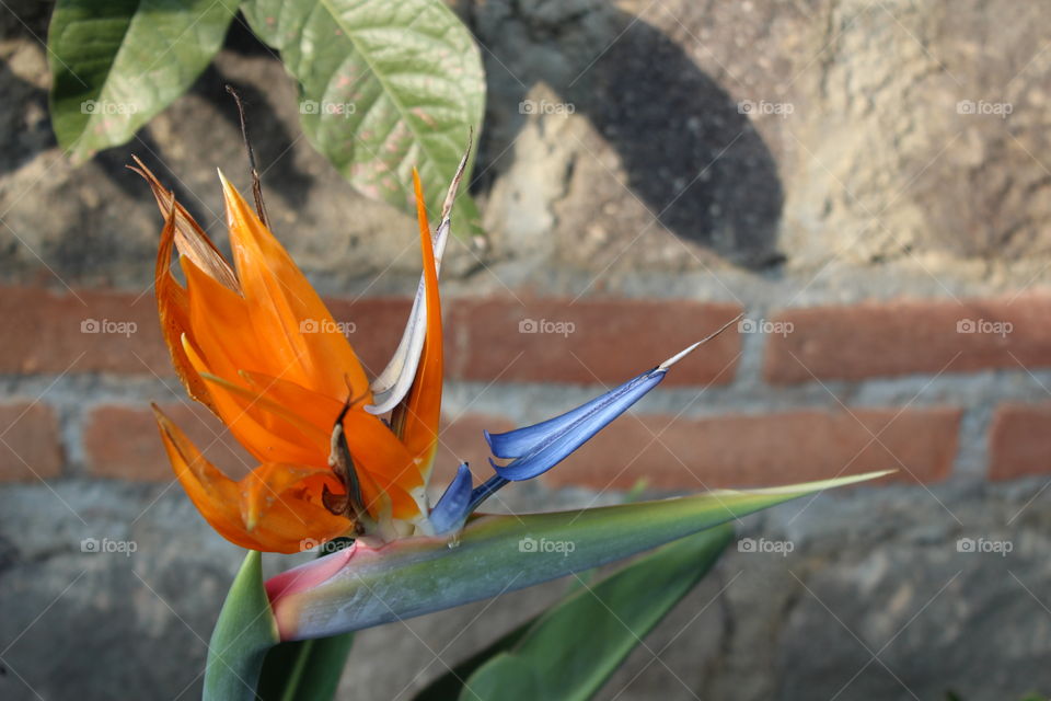 Tropical crane flower (bird of paradise - strelitzia) closeup 