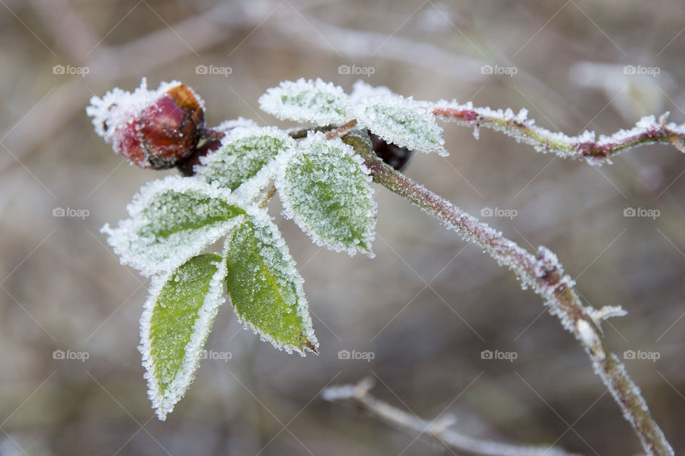 Frosty plant in winter
