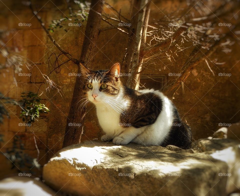 cat
