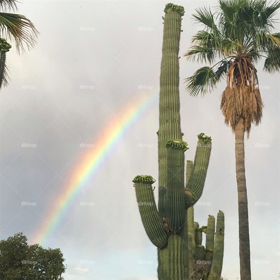 A rainbow behind a large saguaro cactus about to bloom, on an Arizona summer day after a rain storm.