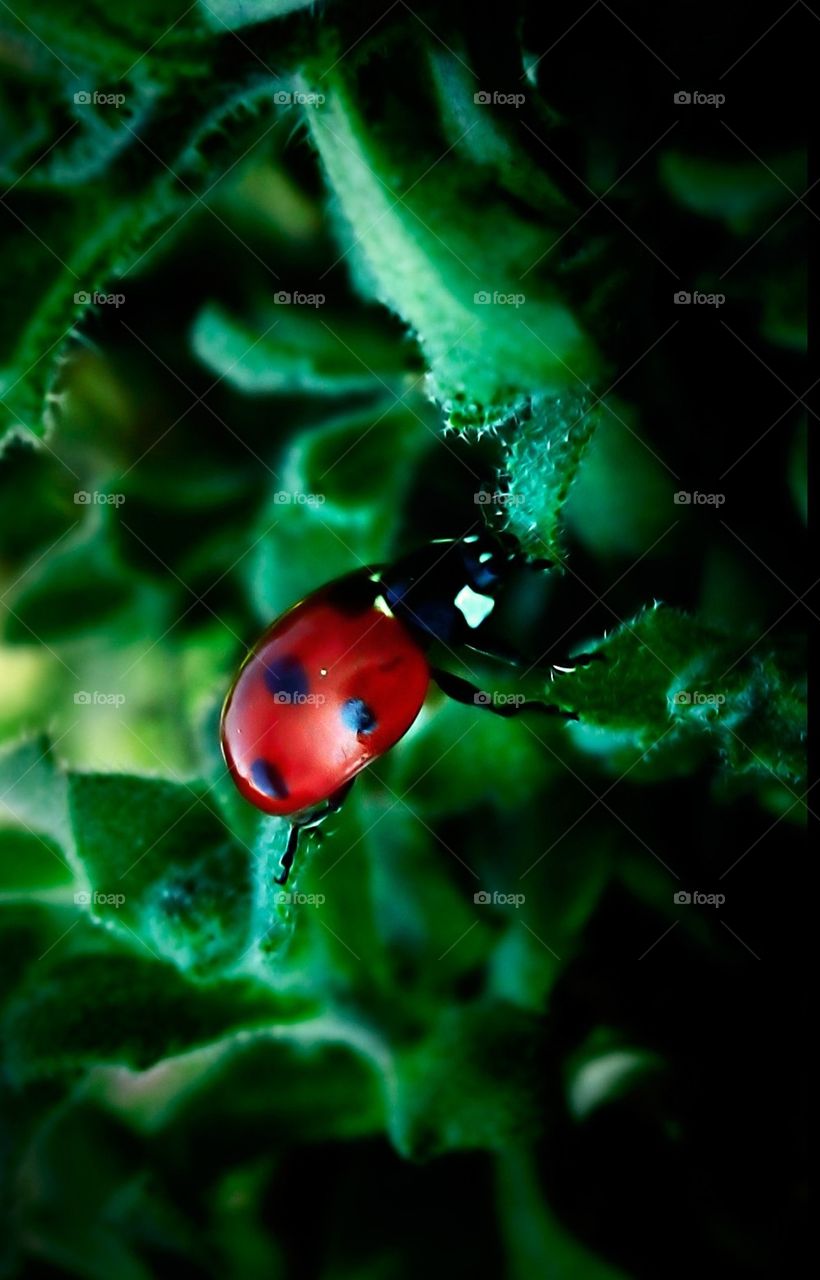 Lady bird