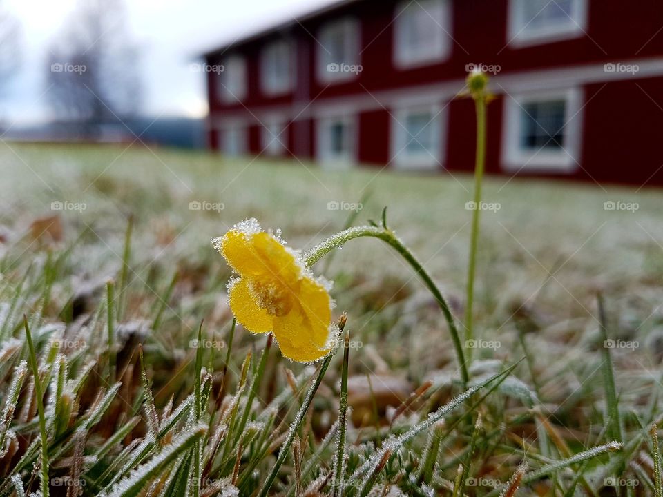 Frozen butter flower