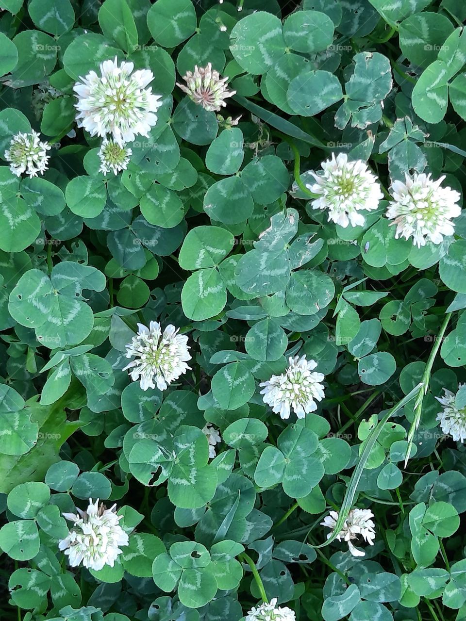 white clover  growing in shadow in summer meadow