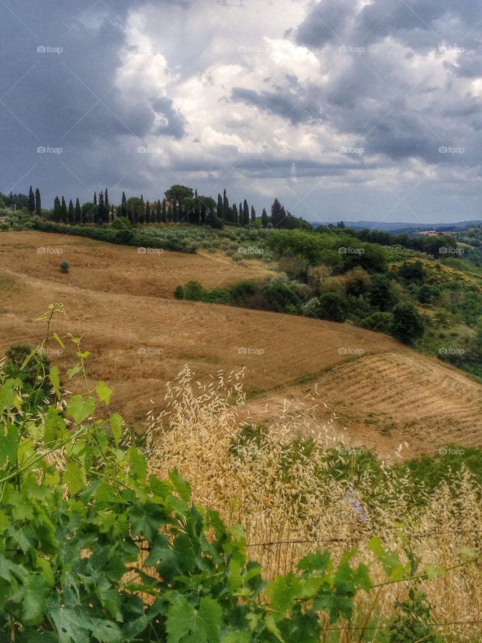 Landscape of tuscany view