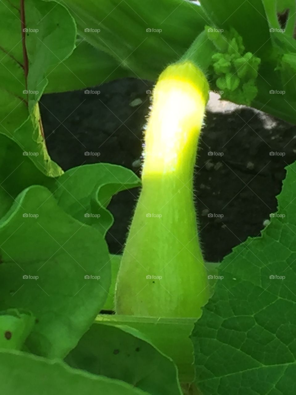 Baby yellow squash