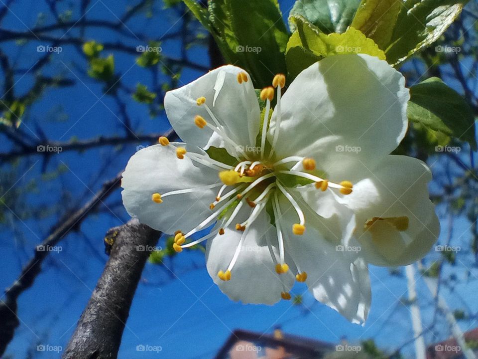Spring is coming - everything blooms again 💚🤍📷🌱💮