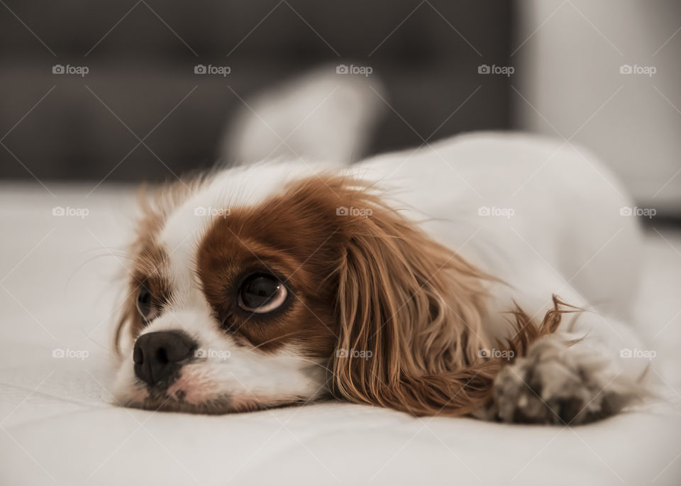 Cute little and curious cavalier King Charles spaniel with red spots looking up and begging sad