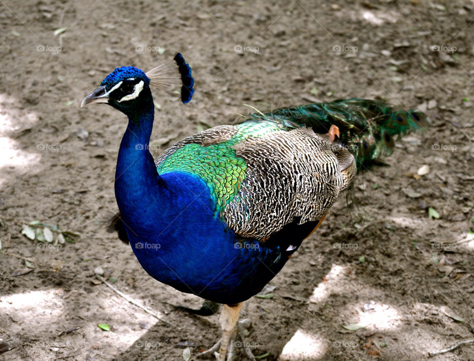 Peacock