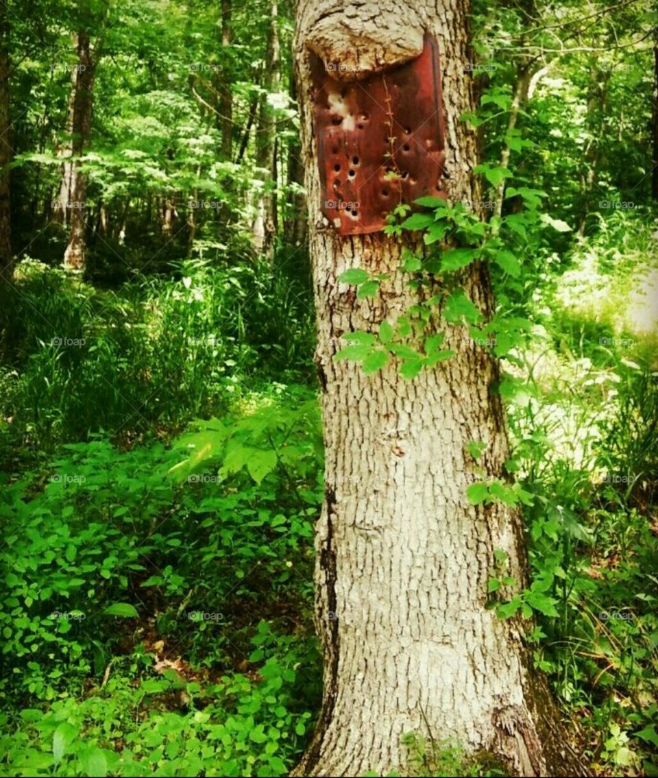 wild tree with bullet holes in sign.