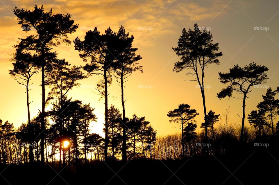 View of silhouetted trees during dusk