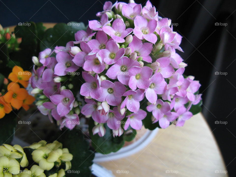 Kalanchoe Flowers
