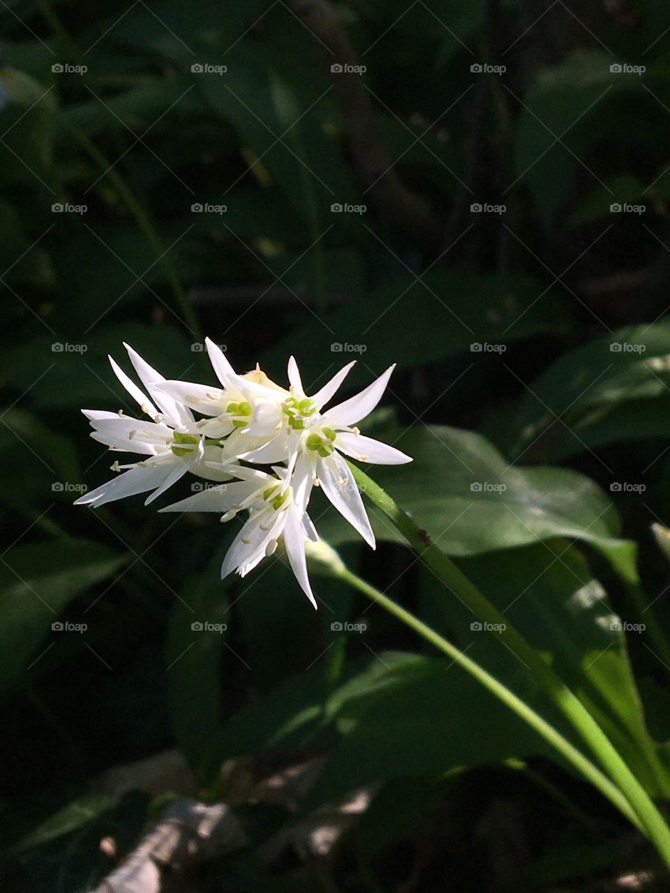 Wild garlic flower in sun