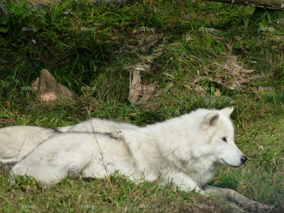 white wolf