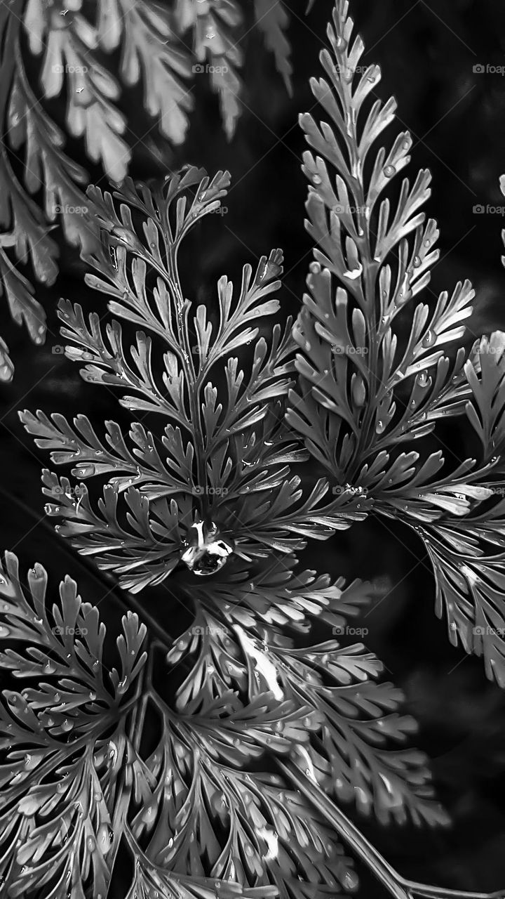 After a quick rain, drops of water rest on the fern leaves and reflect sunlight.