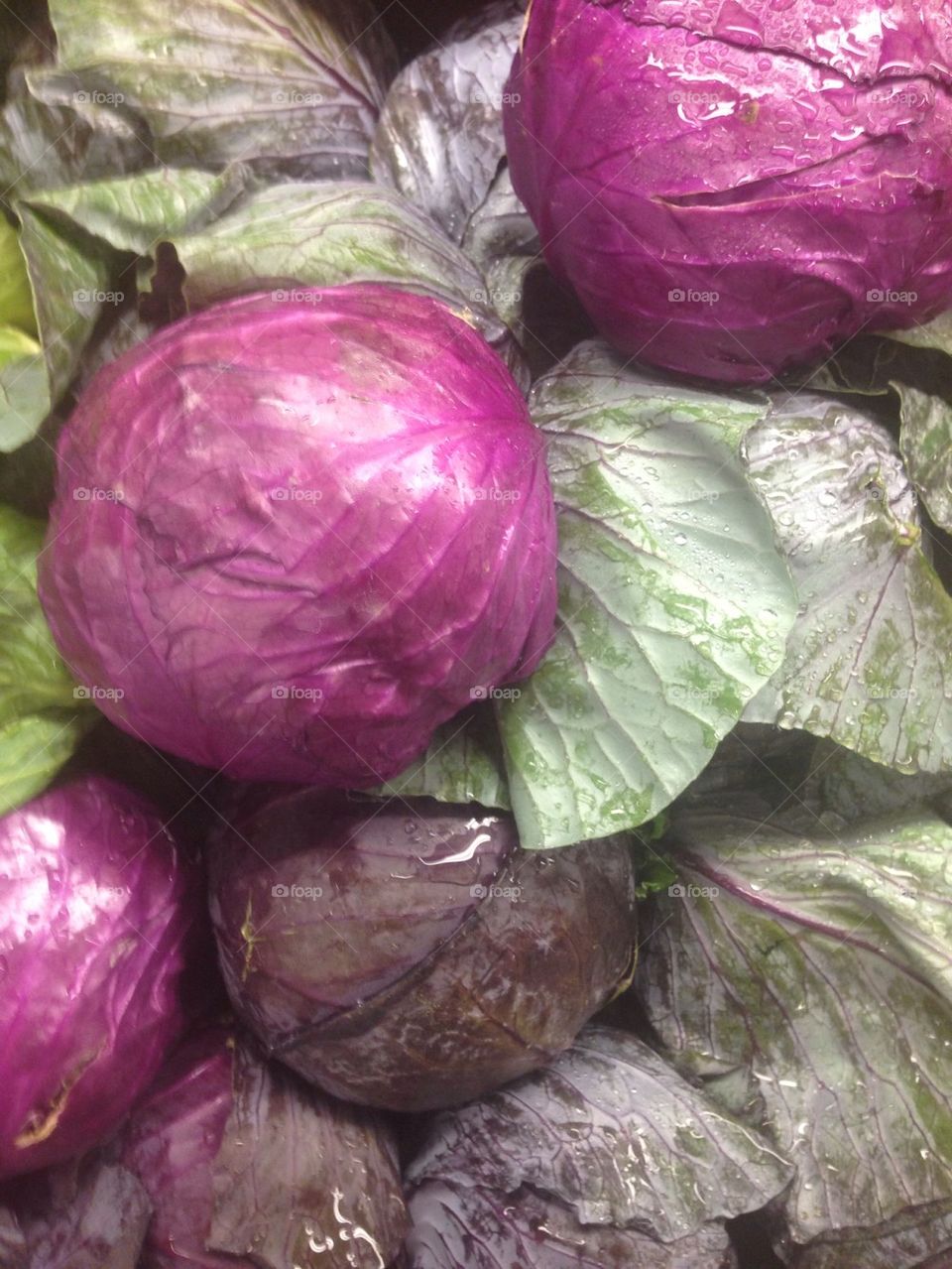 Purple cabbages