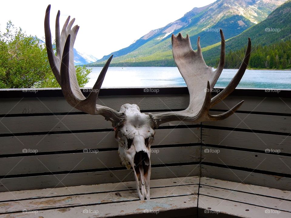 Moose Skull. Moose skull in Canada