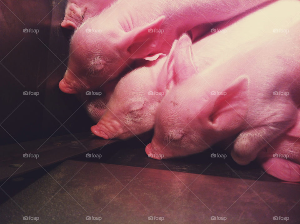 Baby piglets laying on top of each other.