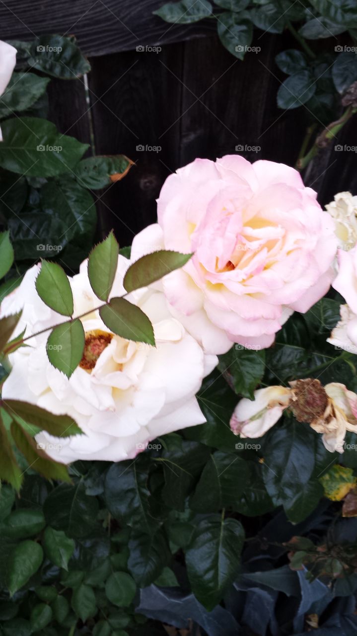 Rose, Flower, Leaf, No Person, Garden