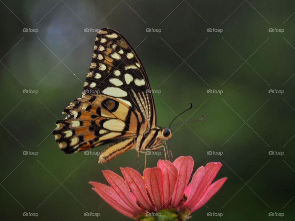 butterfly & flowers