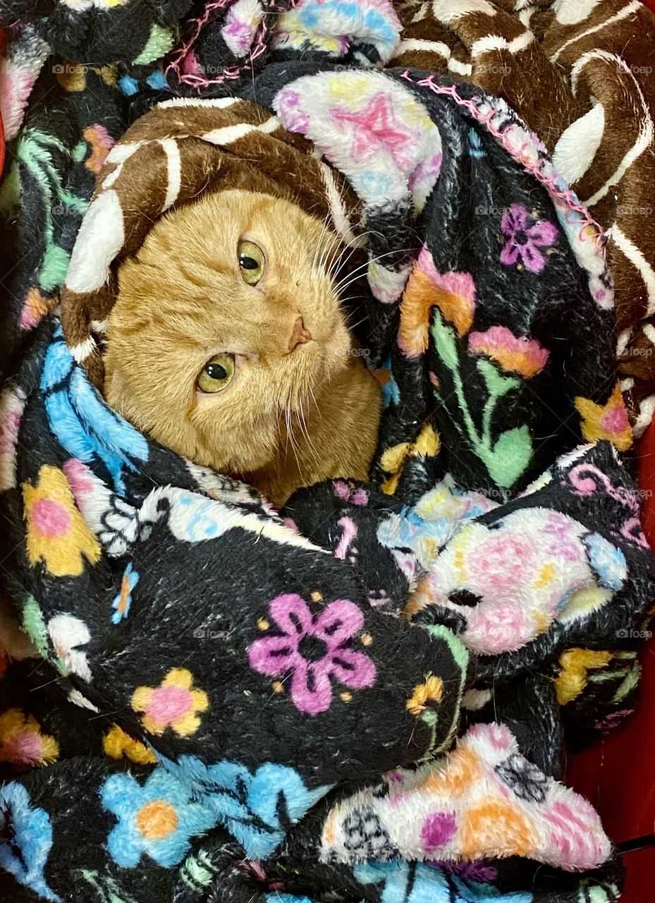 An orange tabby cat snuggled up under two fleece blankets