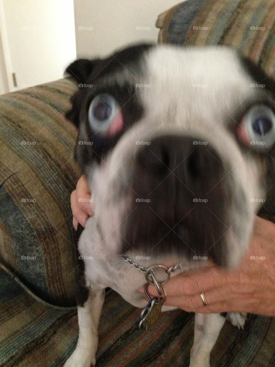 Dog, Canine, Mammal, Pet, Animal