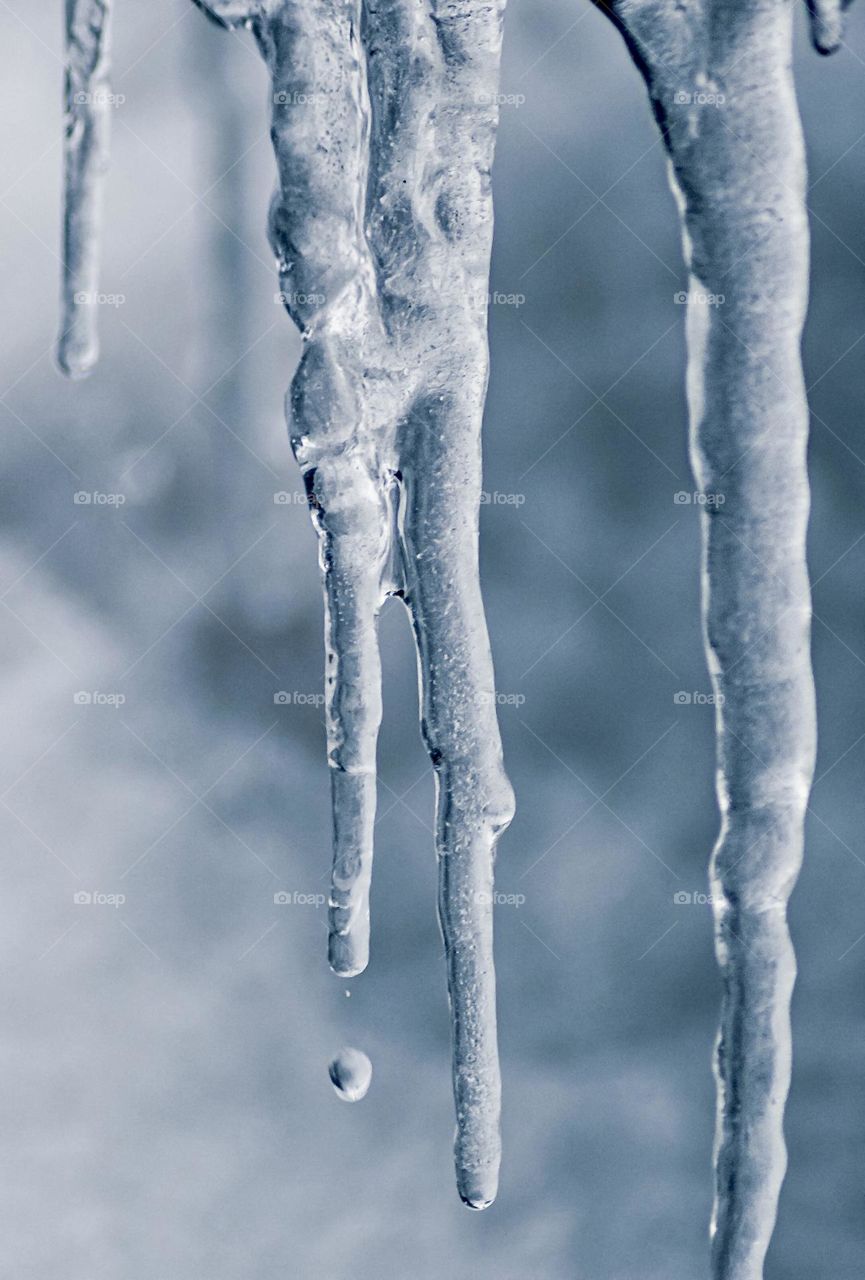 A water drop falls from frozen icicles 