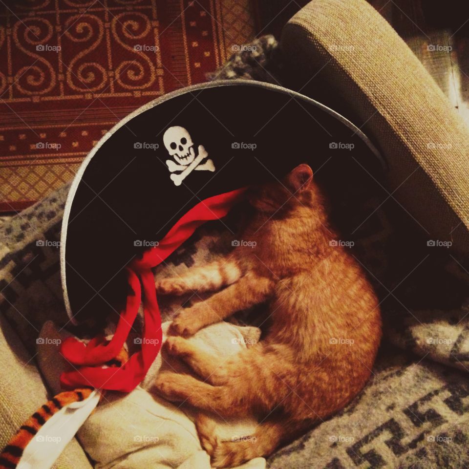 Red kitten in pirate hat 