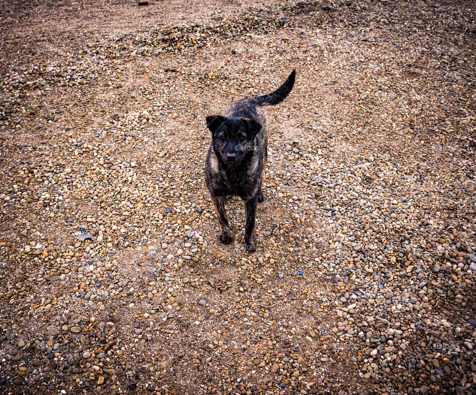 Dog