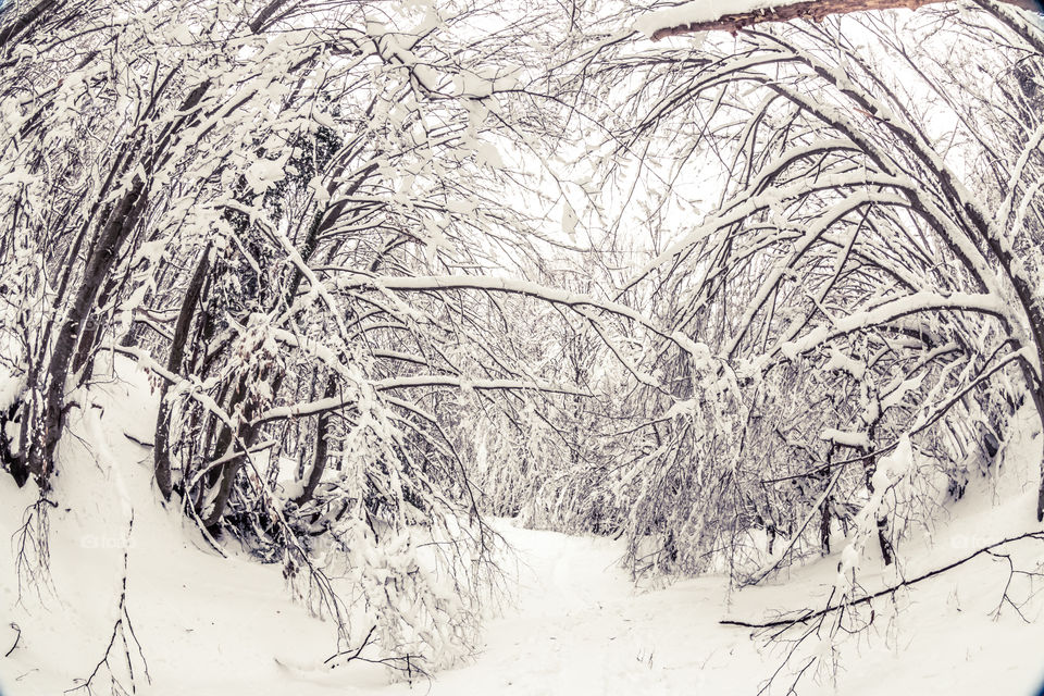 Snowy Forest Landscape With Trees
