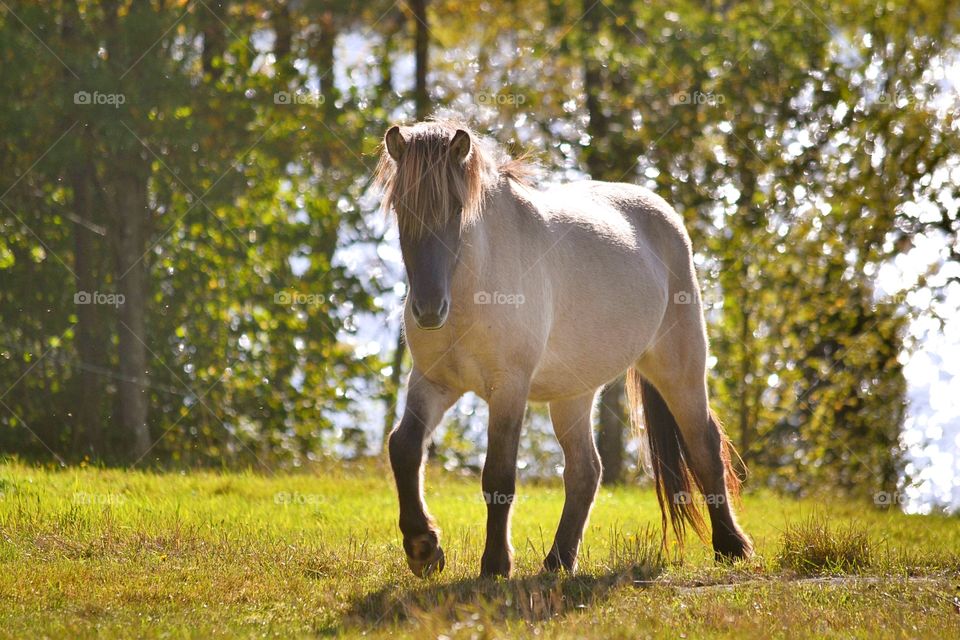 Horse walking in field