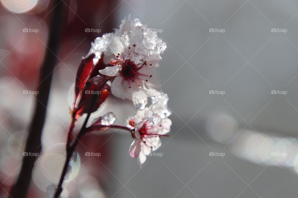 Snow sits on sand cherry blossom in early spring 