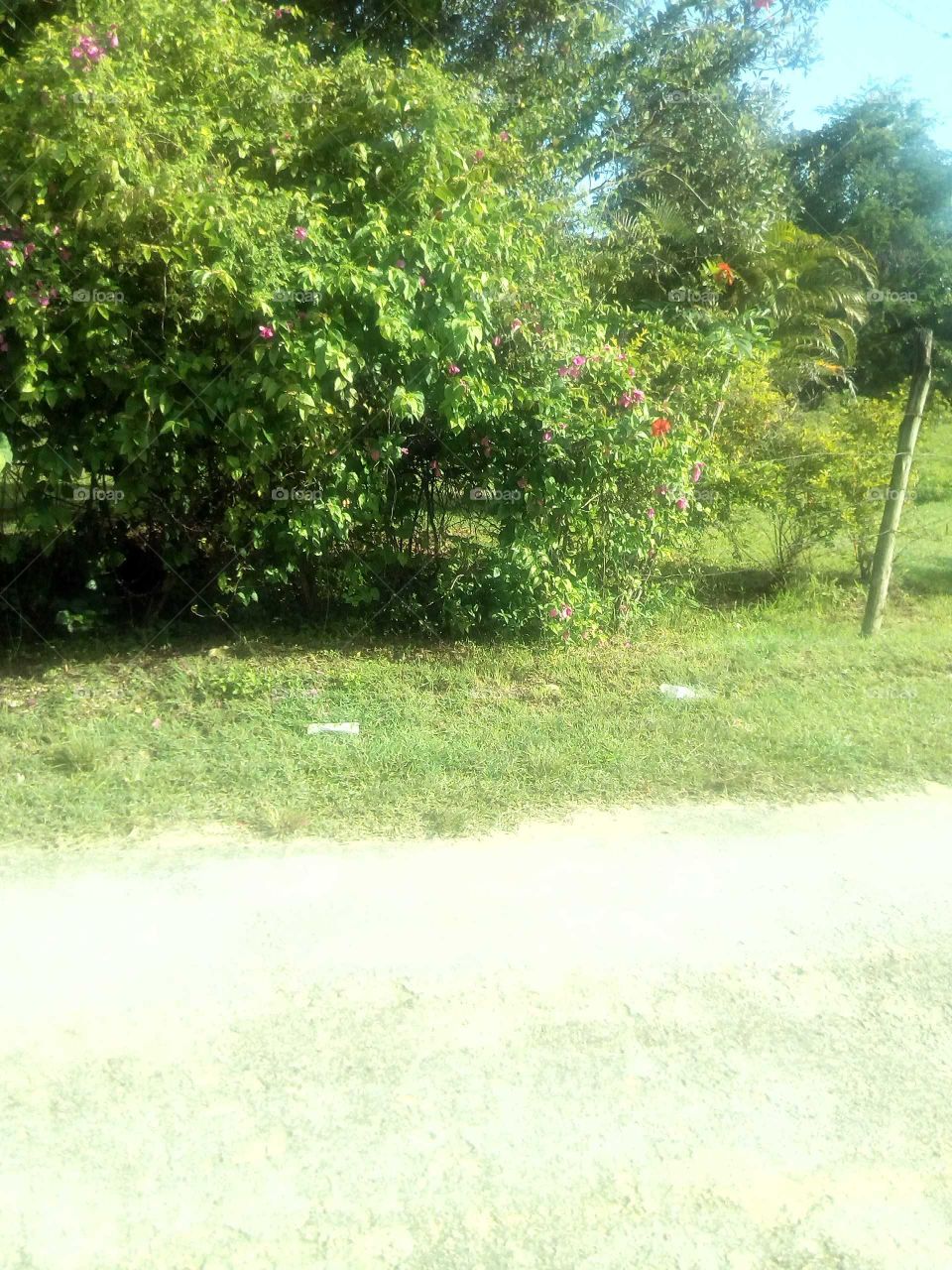 the light you see in this picture makes you wonder how beautiful the plants are this is a great photo.