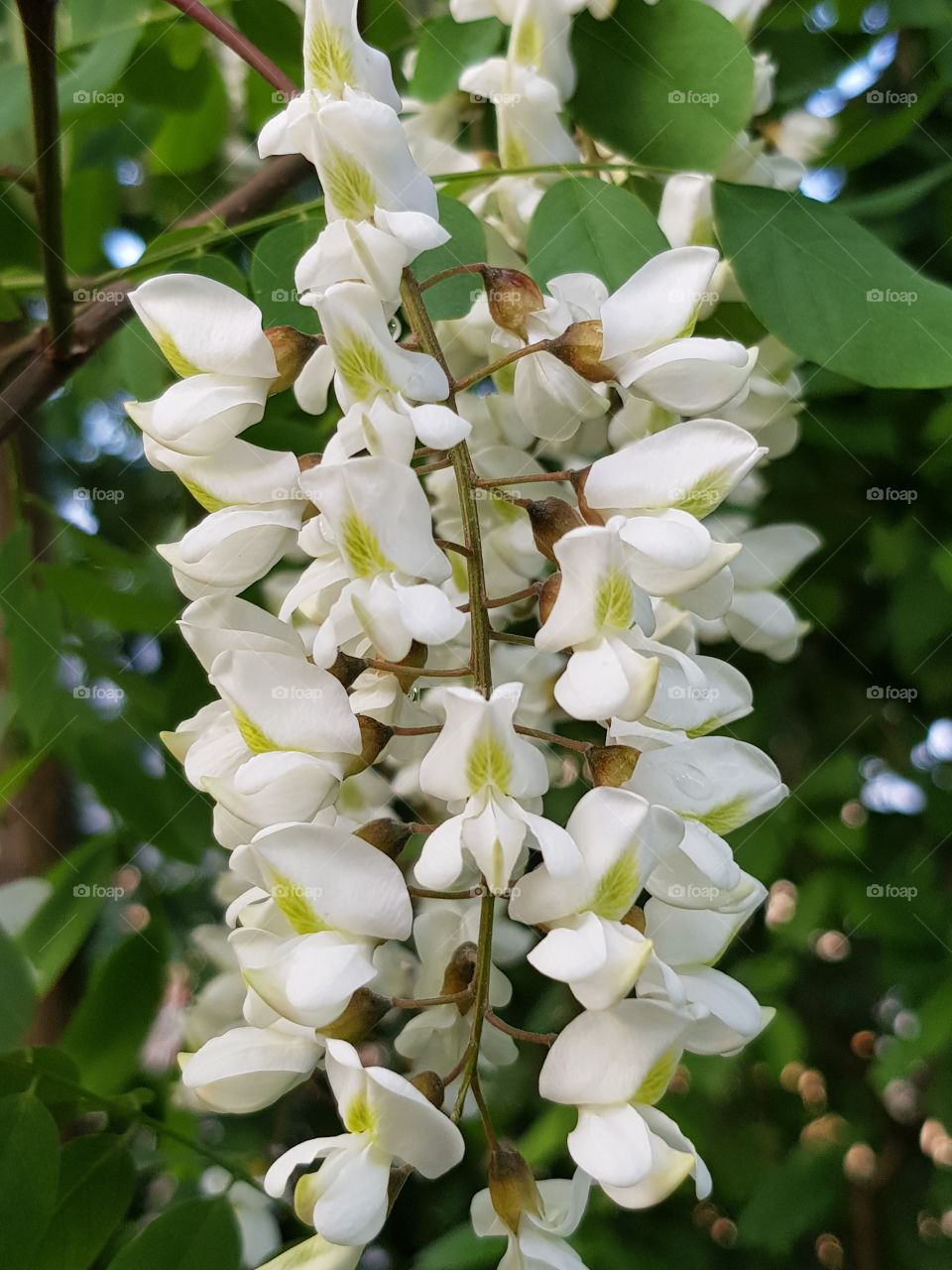 Schöne Akazie Blüte