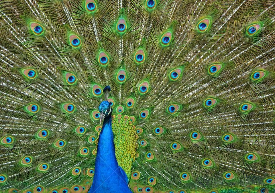 peacock