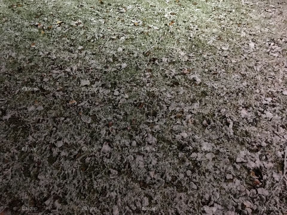 Leaves covered in snow 