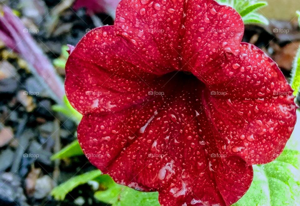 Crimson petunia in the rain
