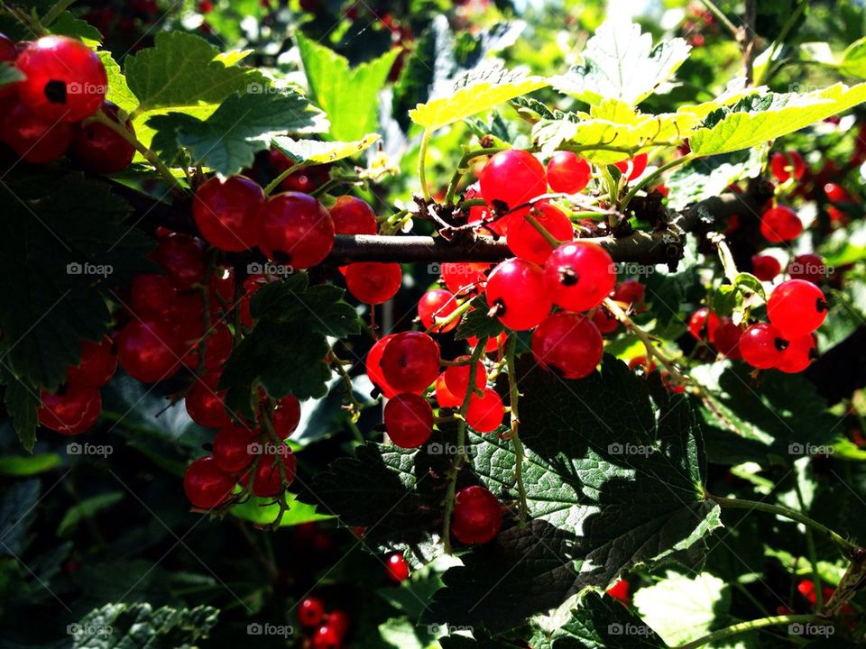 red garden berries healthy by lanocheloca