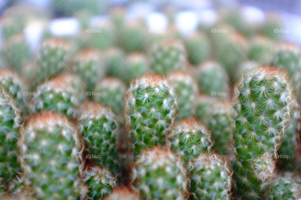 These cactus, if taken care of it well, it can bloom and the flowers are very beautiful.